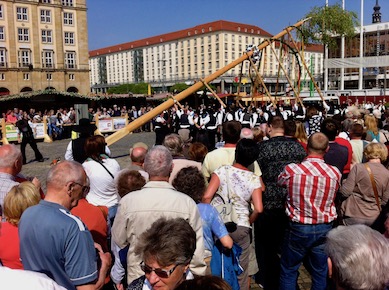 Aufrichten des Maibaums auf dem Altmarkt (2014)